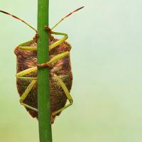 Shield Bug OLYMPUS DIGITAL CAMERA